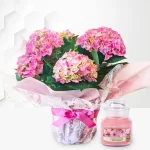 Heavenly Hydrangea Gift