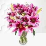Stargazer Lilies