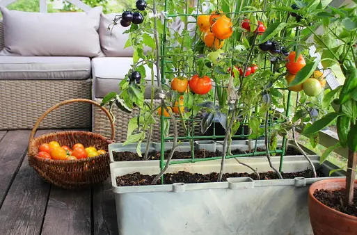 Tomatoes gardening