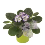 Violet Plant