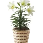 White Lily Plant