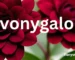 Evonygalore