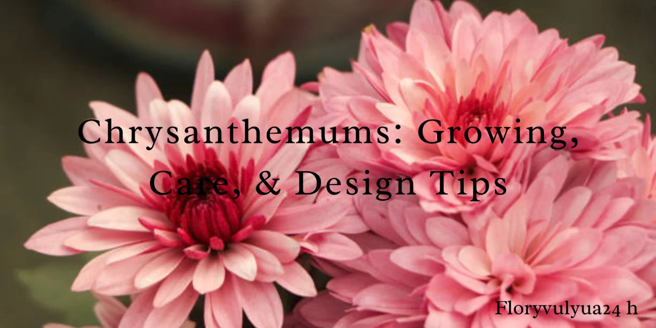 Chrysanthemums Growing, Care, & Design Tips