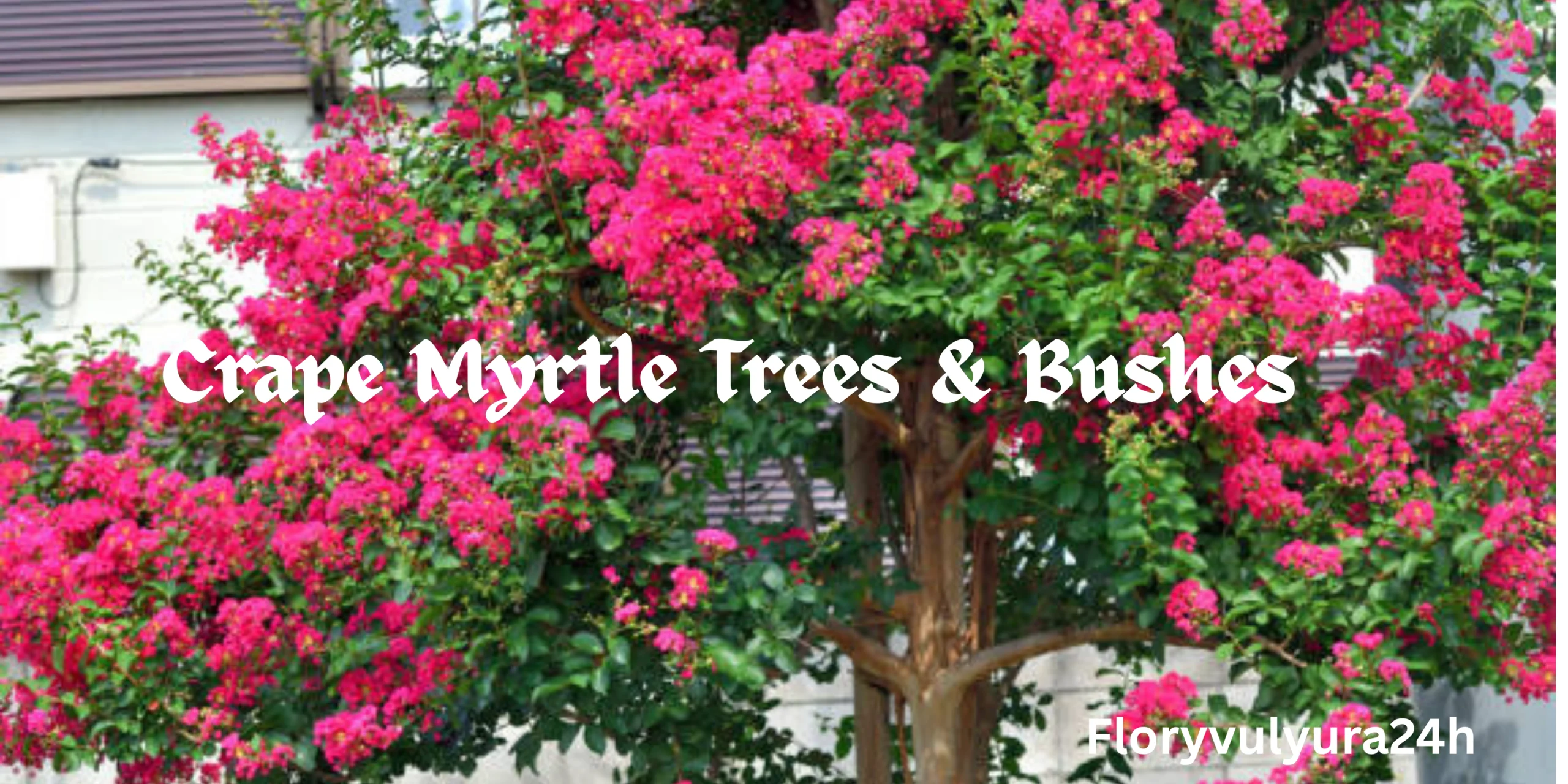 Crape Myrtle Trees & Bushes