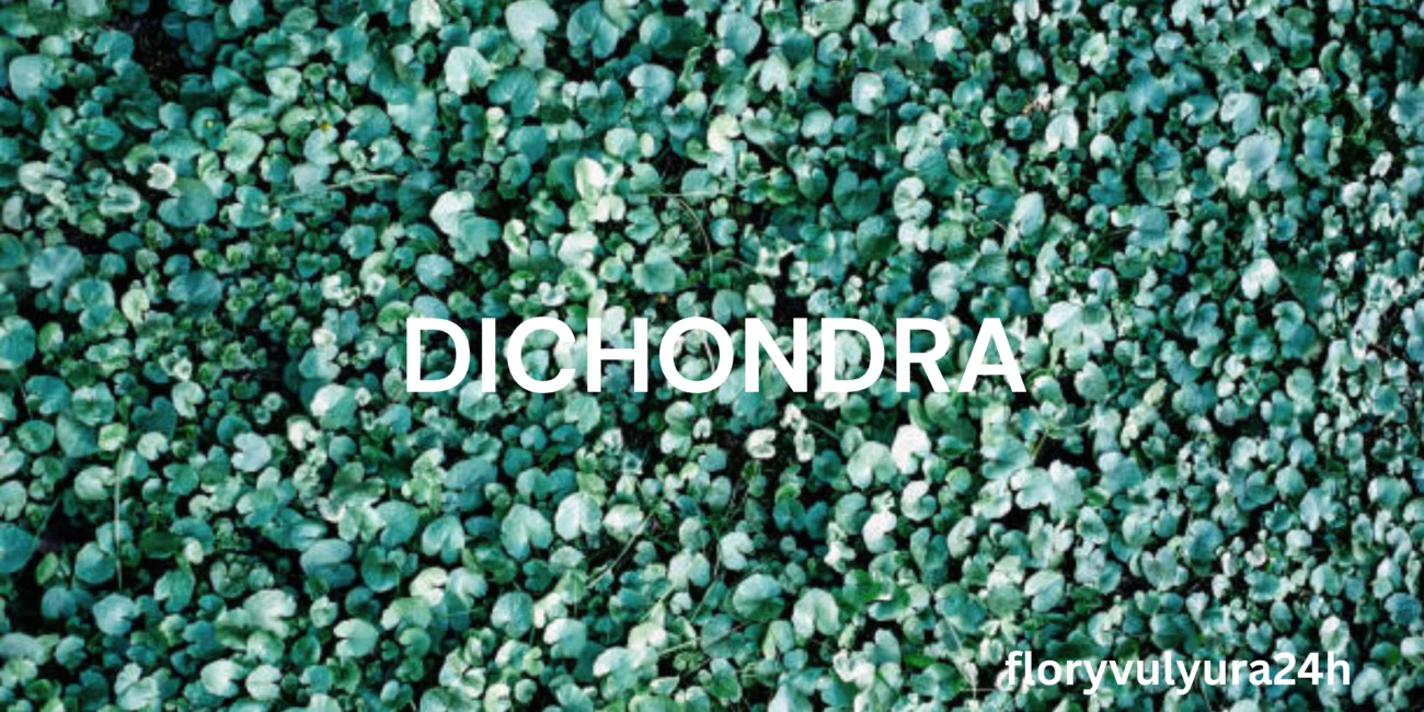 DICHONDRA