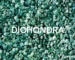 DICHONDRA