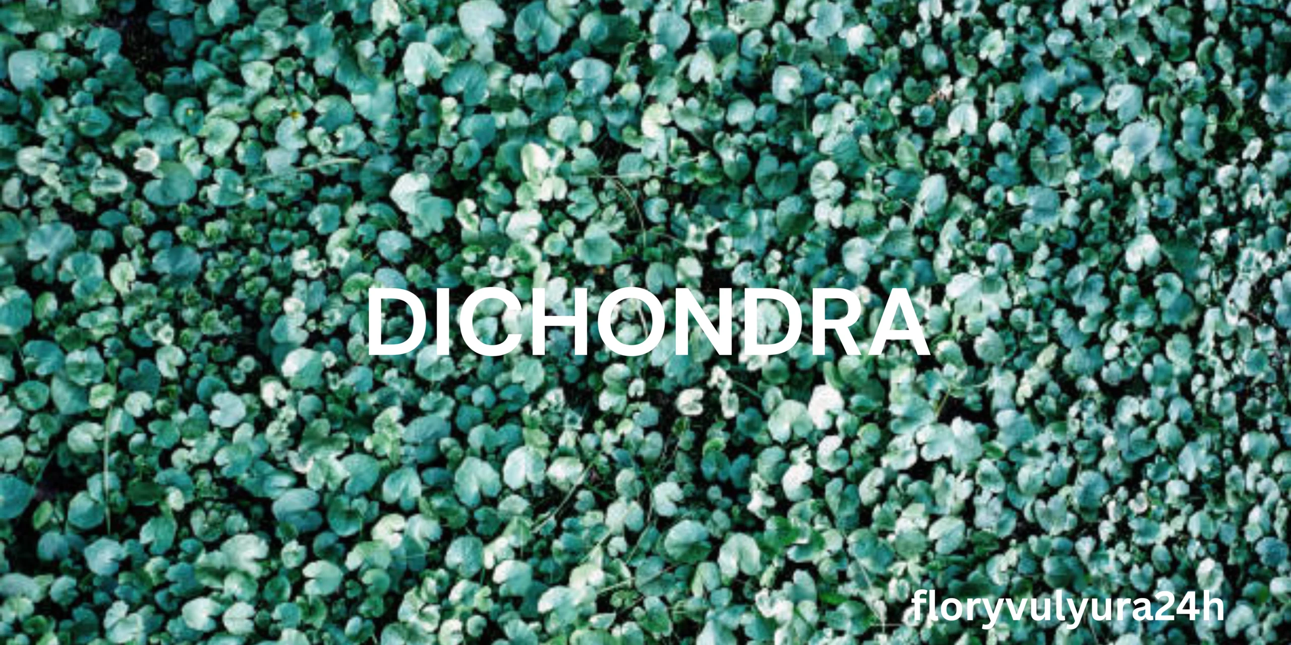 DICHONDRA
