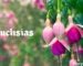 Fuchsias