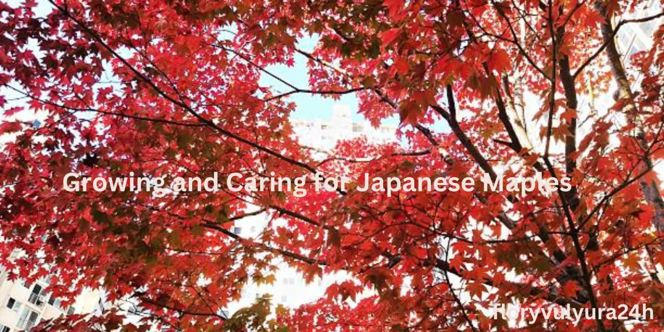 Growing and Caring for Japanese Maples