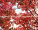 Growing and Caring for Japanese Maples