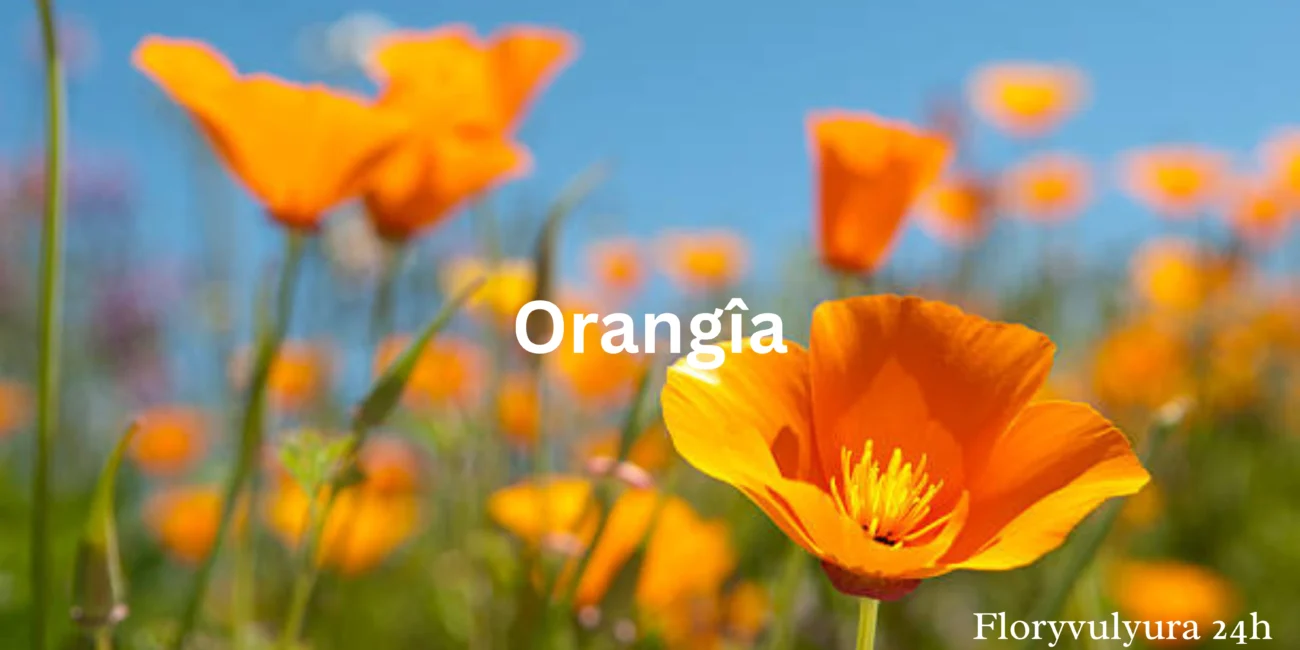 Orangîa
