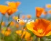 Orangîa