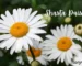 Shasta Daisies