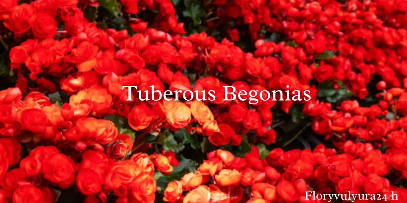 Tuberous Begoniasv