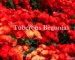 Tuberous Begoniasv