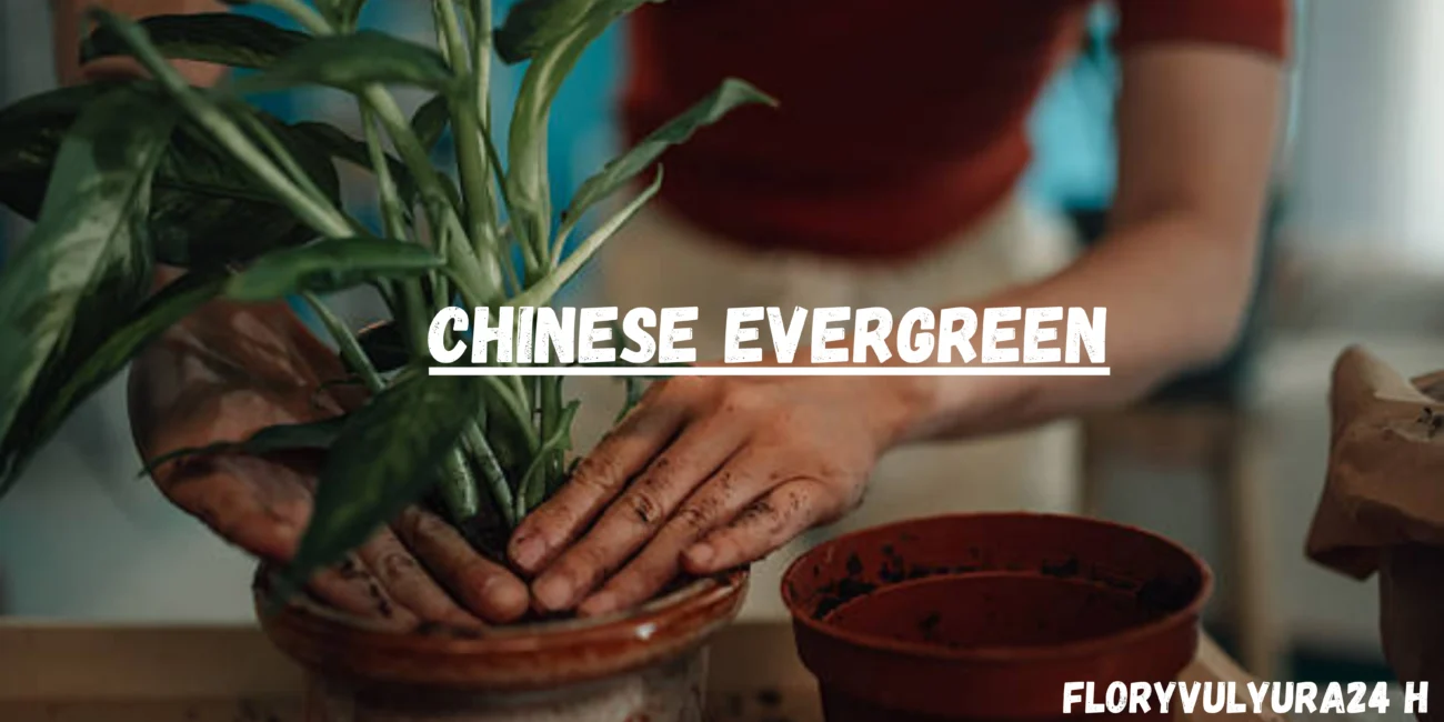 Chinese evergreen