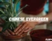 Chinese evergreen