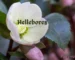 hellebores