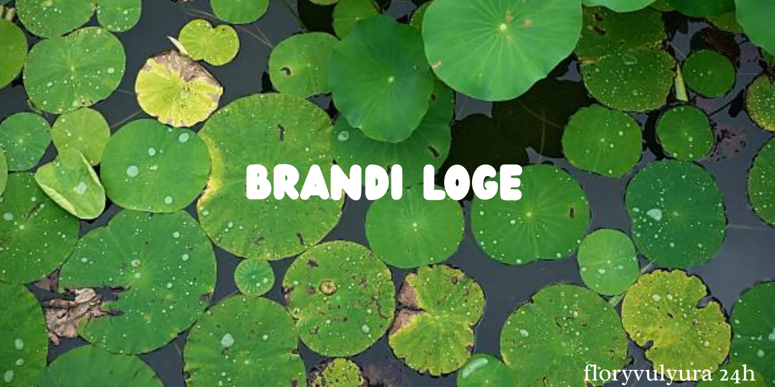 Brandi loge