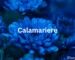 Calamariere