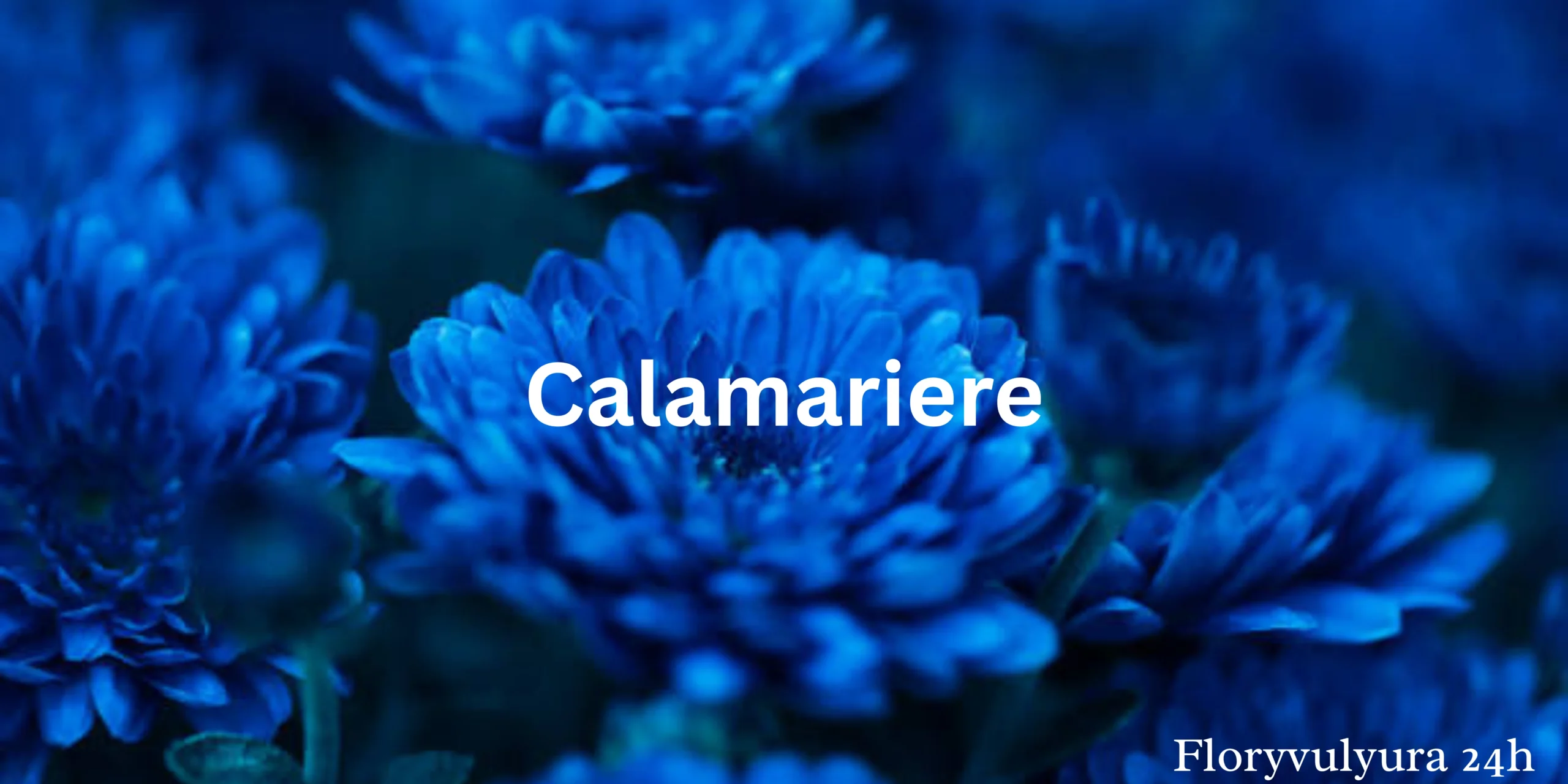 Calamariere