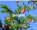 Weigela
