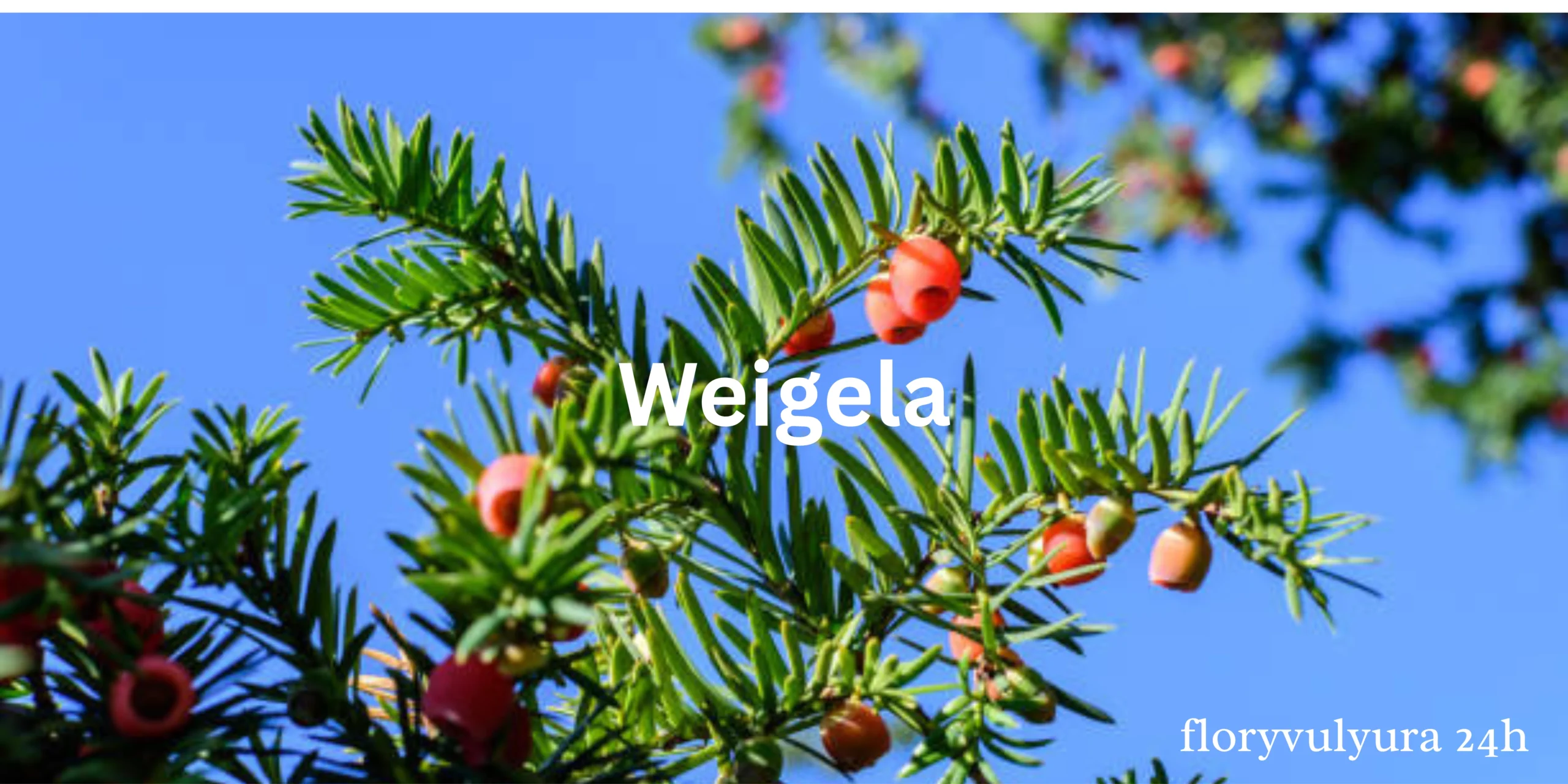 Weigela