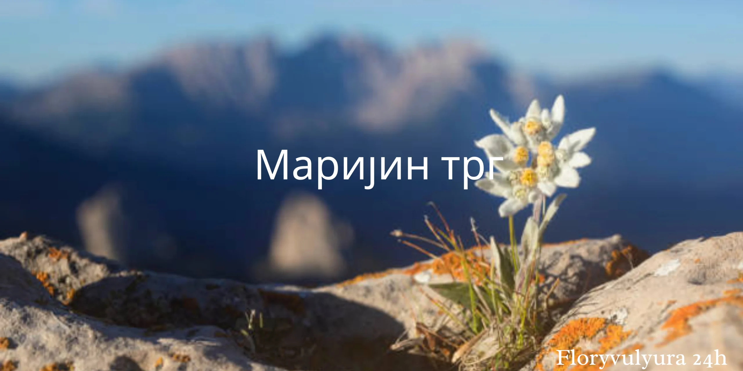 Маријин трг: Nature's Geometric Marvel in Alpine Landscapes