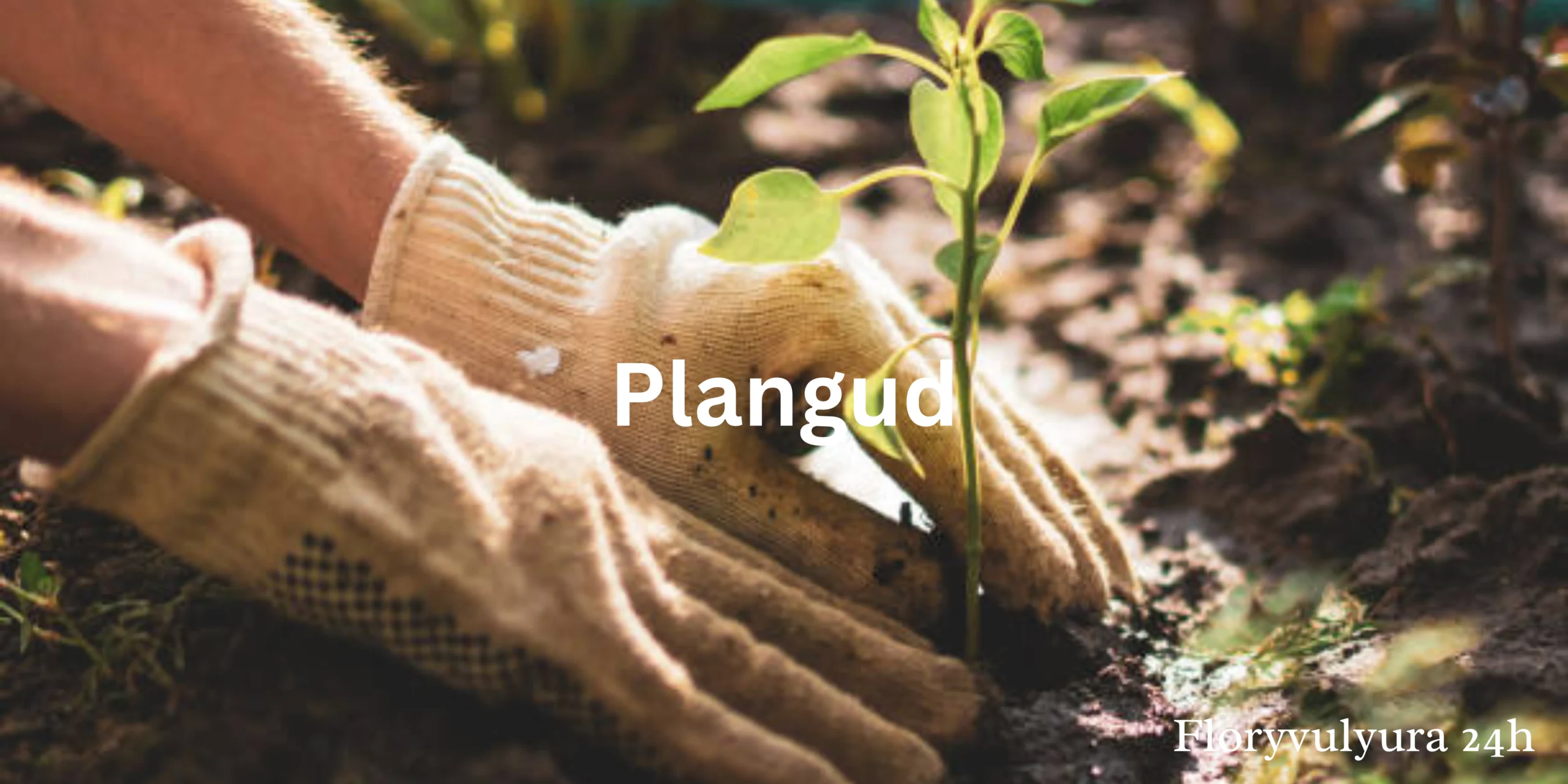 Plangud